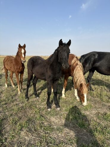 Лошади, кони: Продаю | Жеребенок, Жеребец, Кобыла (самка) | Кара Жорго | Для молока, Для разведения, На забой — 9
