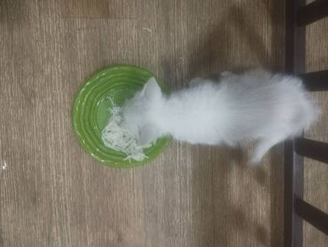 сколько стоит породистая кошка: Кошка даром: Беспородная, 3 месяца, Мальчик, Приучена к лотку, Проглистована