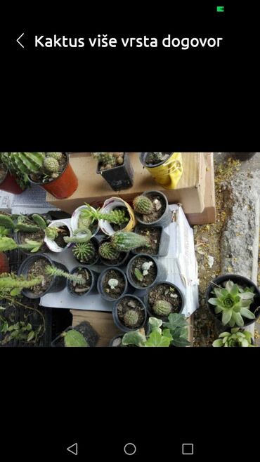 Kaktus: Kaktus — 2