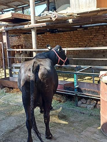 бараны самка: Продаю | Корова (самка) | Ангус, Абердин-ангус | На откорм, Для разведения | Стельные — 4