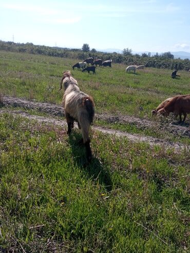 Keçi, çəpiş: Qoyun-keçi sürüsü üçün erkək keçi (ehtimalən yerli/anglo-nubian tipli — 8