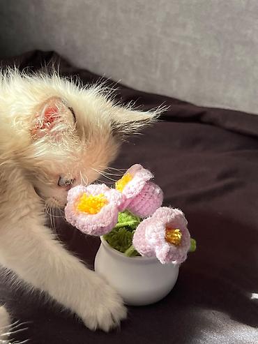 купить кошку ош: Кошка даром: Сиамская, 1 месяц, Девочка, Приучена к лотку, Проглистована — 8