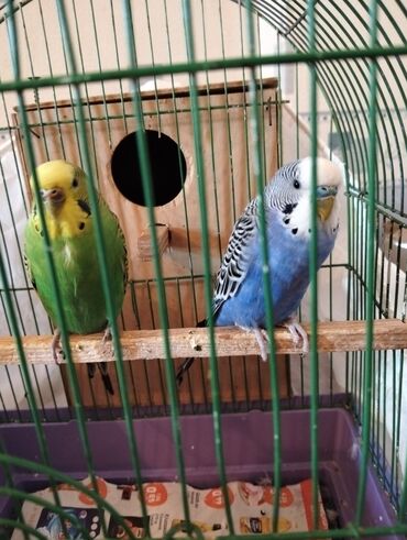 шотландский вислоухий котенок цена: Avadanlıq: dalğalı tutuquşu cütü və qəfəs dəsti - İki ədəd dalğalı