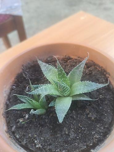 dibcək gul: Sukulenti bitki – Haworthia (aloe-vari tip), kiçik gil dibçəkdə — 2
