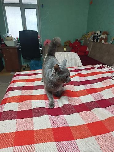 Pişiklər: Şotland — 11