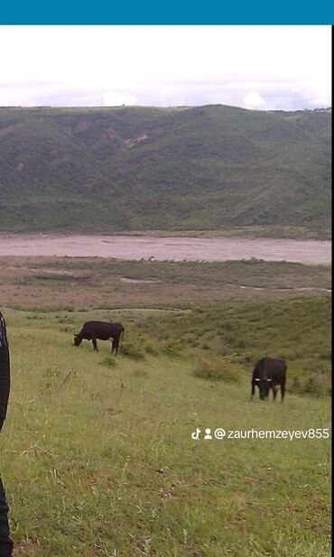 Həyət evləri və villaların satışı: 6 otaqlı, 150 kv. m, Orta təmir — 20