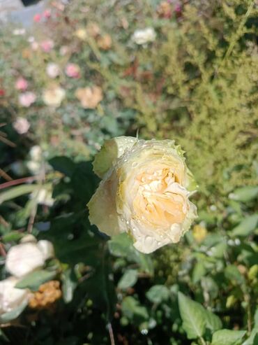 Садовые цветы и кустарники: Садовые розы — срезочные и для посадки Описание: - Разновидности — 6