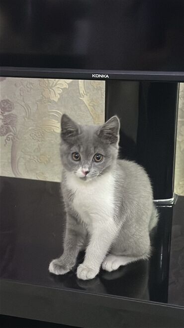 Продажа кошек: Скотиш Страйт (Шотландская прямоухая), 3 месяца, Девочка, Серый, Приучена к лотку at lalafo.kg — 2 Продажа кошек: Скотиш Страйт (Шотландская прямоухая), 3 месяца, Девочка, Серый, Приучена к лотку — 2