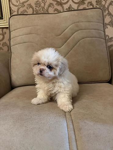 İtlər: Pekines, 2 ay, Peyvəndli, Ünvandan götürmə, Pulsuz çatdırılma, Ödənişli çatdırılma — 6