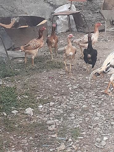 Heyvanlar: Heyratı fərələr 5 dənə qırmızı fərədi biri kürk yatır bu ilki fərələrd — 6