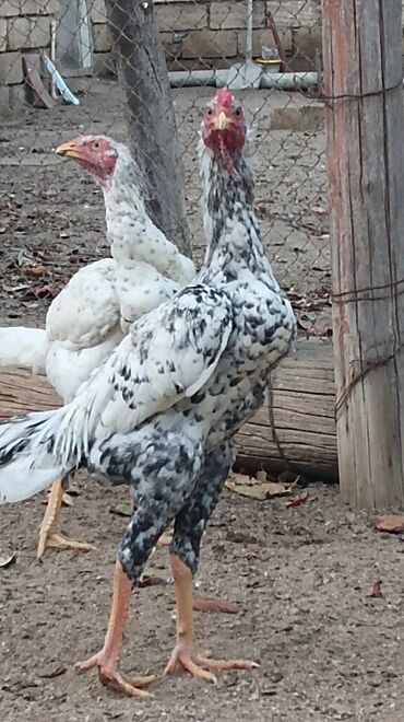 Xoruzlar: Xoruz, il: <1, Ünvandan götürmə — 4