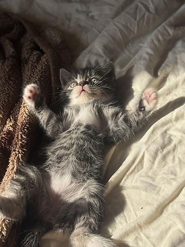 вызвать ветеринара на дом: Котята домашние от британской кошки к лотку приучены кушают сами ! — 4