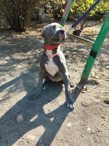 Другие животные: Продаем щенков кубинского питбультерьера, линейное разведение — 11