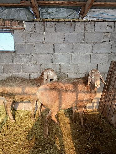 Баран, овца: Продаю | Овца (самка) | Для разведения — 7