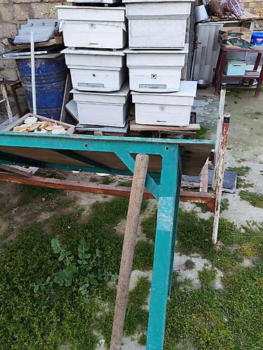 meyn kun qiymeti: 10 eded arı yuvası satlır. Yaxşı vezyetdedi. Qiymeti razlaşma yolyla — 1