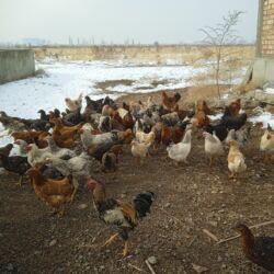 гнездовой домик для волнистых попугаев: Продаю кур, Петухи. Свободный выгул. Корм ; кукур, пшено, ячмень at lalafo.kg гнездовой домик для волнистых попугаев: Продаю кур, Петухи. Свободный выгул. Корм ; кукур, пшено, ячмень