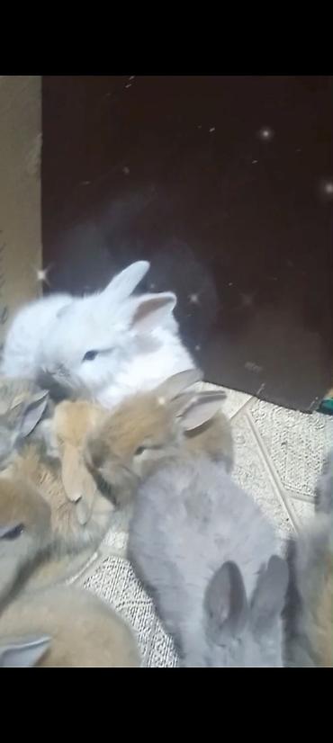 Dovşanlar: Cins ve yerli dovşan balalari. Böyuyen ve boyumeyen. Tek ve top — 2