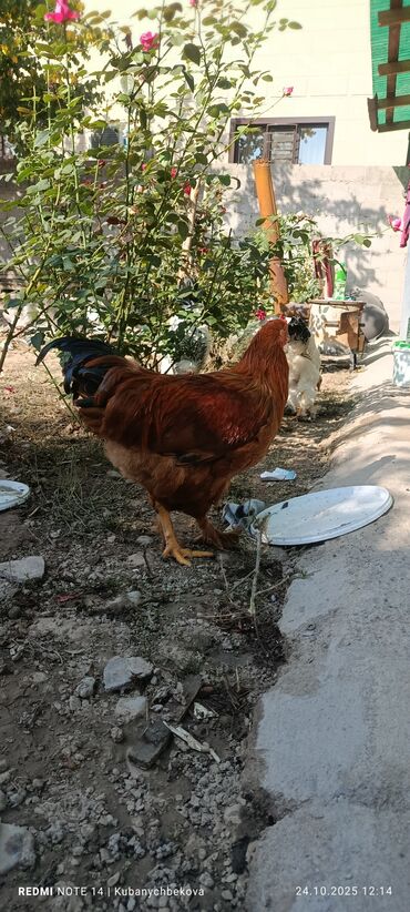 птица голуби: Петух