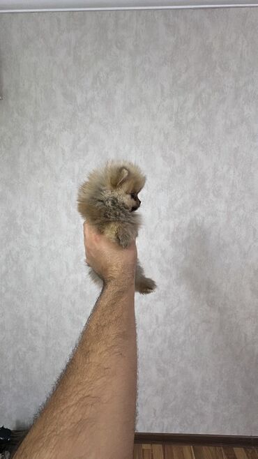 İtlər: Mikro pomerandi temiz parodadi xaiş ancaq anlayişi olanlar miraciet — 5