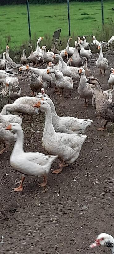 afkalka iti kim satır: Tam sağlam, təmiz kənd quşlarıdır satılır qiymət razılaşma yolu ilə — 2