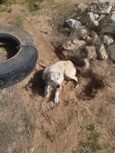 İtlər: KÖÇÜRÜK DEYƏ ÖZ İTLƏRİMDİ ETİBARLİ ƏLLƏRƏ VERİLİR SİYƏZƏNDƏN — 7