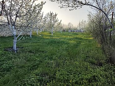 xirdalanda kiraye evleri: 7 sot, Tikinti, Mülkiyyətçi, Kupça (Çıxarış) — 6