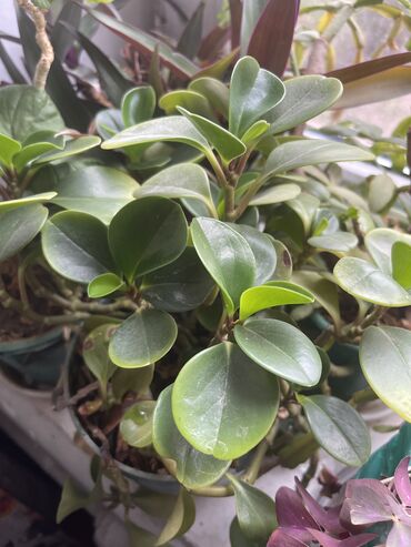 Другие комнатные растения: Продаются комнатные цветы, находится в городе Кант, по 350 сом каждый — 6