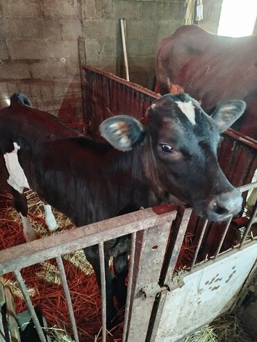 Коровы, быки: Продаю | Бык (самец) | Для разведения | Искусственник