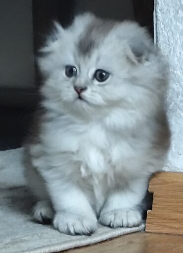 шотландская кошка шиншилла: Скотиш Фолд (Шотландская вислоухая), 1 месяц, Мальчик, Серебристая шиншилла, Приучена к лотку