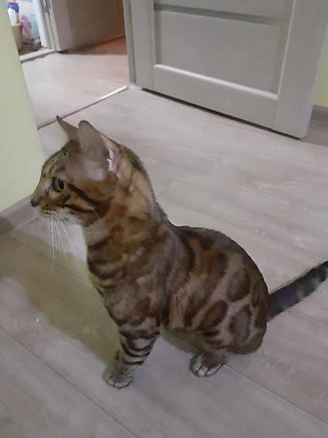 Продажа кошек: Бенгал на вязку Особенности: - Крупные выразительные глаза, широкие — 7