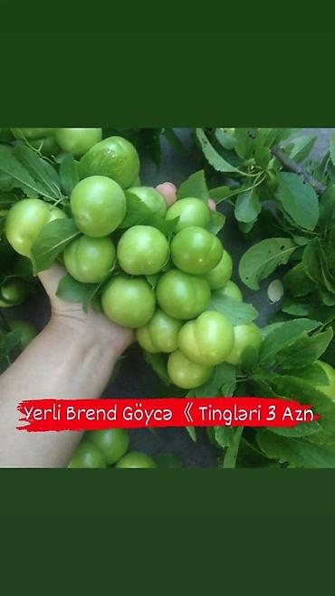 Tinglər: Goyce ve birinci sort turk eriyi tinglerine xususi endirimlerimiz var — 2