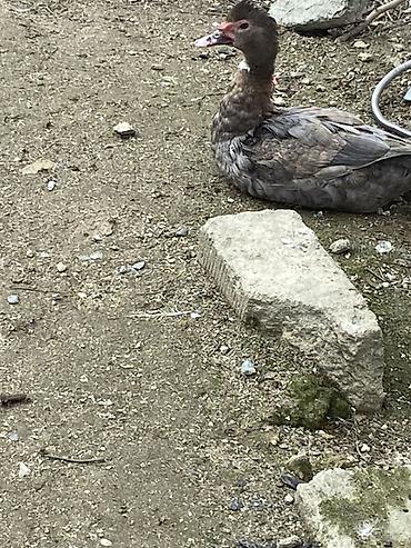 Ördəklər: Muscovy (barbariska) ördəkləri – boz-qəhvəyi rəng çalarında, qırmızı — 8