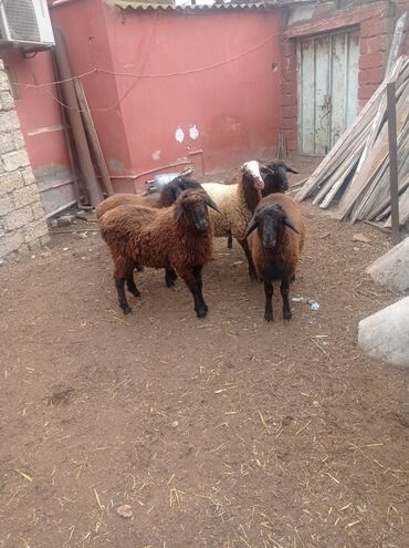 Qoyunlar, qoçlar: Erkək, Qala, il: 1, Damazlıq, Ətlik, Ünvandan götürmə — 16