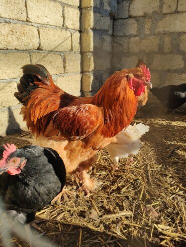 Xoruzlar: Xoruz, Brama, il: <1, Ünvandan götürmə — 1