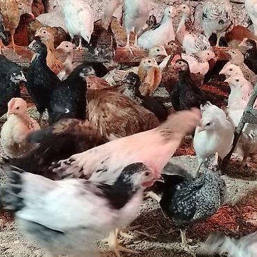 pitbul gence: Toyuq cücələri, Damazlıq, Ünvandan götürmə — 7