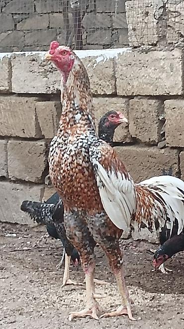 kənd çolpası satışı: Toyuq, Damazlıq, Ünvandan götürmə — 7