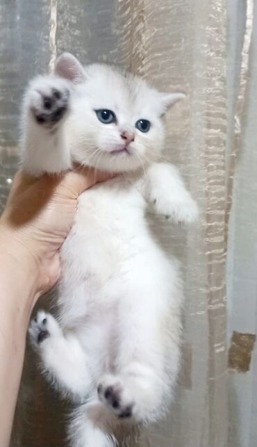 Pişiklər: Şotland, Dişi, Yaxşı əllərə, Ünvandan götürmə, Pulsuz çatdırılma, Ödənişli çatdırılma — 24