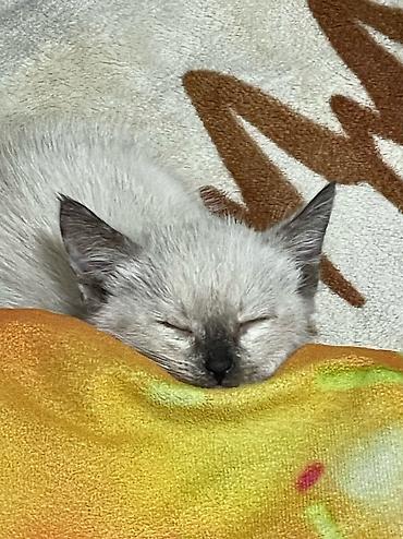 кошка тайская: Кошка даром: Тайская, 1 месяц, Девочка, Приучена к лотку, Проглистована — 1