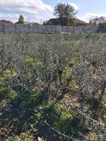 Ağaclar: Məhsul: Zeytun ağacları (meyvəli) Təsvir: - Şəkillərdə göstərilən -da lalafo.az — 10 Ağaclar: Məhsul: Zeytun ağacları (meyvəli) Təsvir: - Şəkillərdə göstərilən — 10