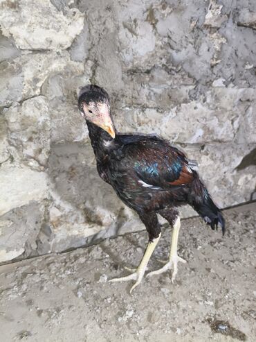 Cücələr: Toyuq cücələri, Damazlıq, Ünvandan götürmə — 5