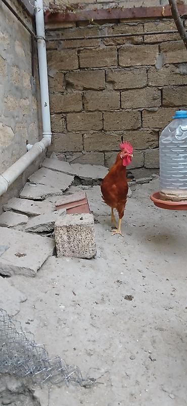brama toyuqları: Məhsul: Xoruzlar və toyuqlar (qarışıq rəngli yerli/hibrid cinslər) — 2