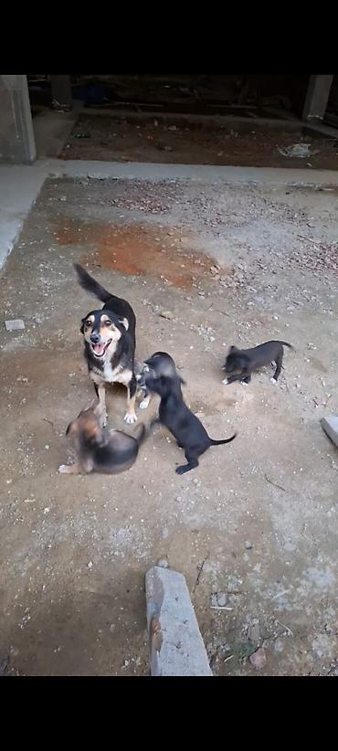 sican balası: Zvonok, 1 ay, Erkək — 5