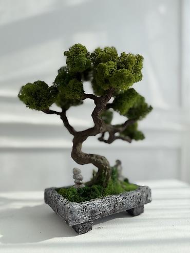 Декоративные цветы: Деревья-бонсай из натурального стабилизированного мха🌳 -это — 40