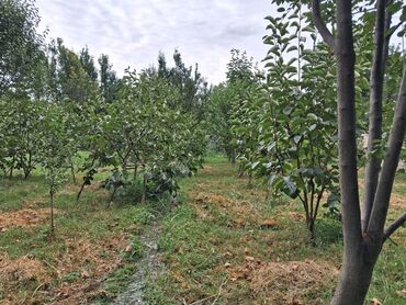 Bağ evlərinin satışı: Yerləşir:Göyçay rayonu Ərəb bələdiyyəsinin yanı trasın qrağı.25 sot -da lalafo.az — 16 Bağ evlərinin satışı: Yerləşir:Göyçay rayonu Ərəb bələdiyyəsinin yanı trasın qrağı.25 sot — 16