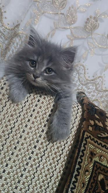Кошки: Британская вислоухая, В добрые руки — 2