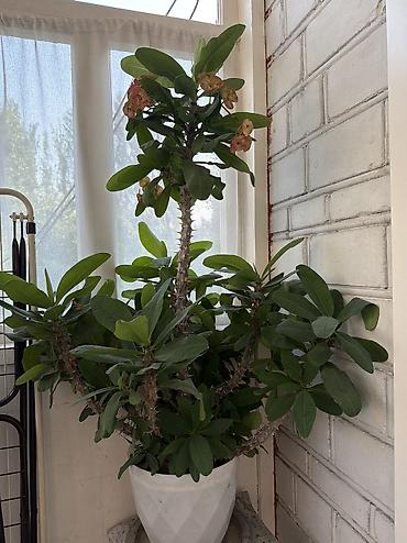Молочаи: Молочай Милла (Euphorbia milii), крупный кустовой экземпляр в горшке — 2