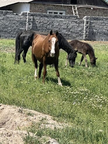 Лошади, кони: Продаю | Жеребец | Для разведения — 9