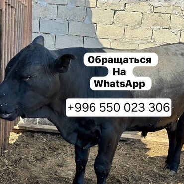 прадаю корова: Продам бычки телята ангус герефорд голштин возраст от 2 мес и до 1,5