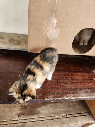 Pişiklər: Erkək, Yaxşı əllərə — 8