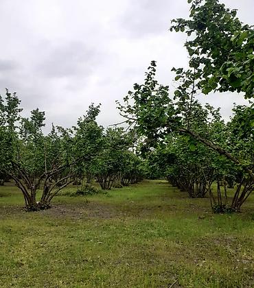Ağaclar: Fındıq bağı – məhsuldar, baxımlı sahə - Mədəni fındıq kolları — 6